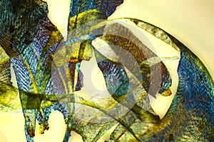 Abstract micrograph of curled moss leaves with polarization at 40x