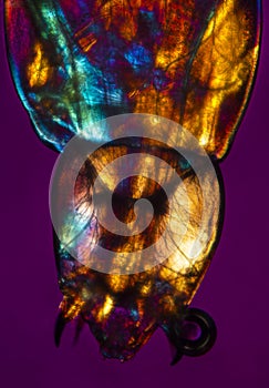 Abstract micrograph of glowing cells of a midge larva