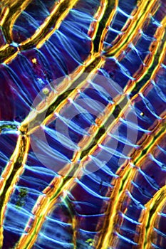 Abstract micrograph of linear cells in a peat moss leaf.