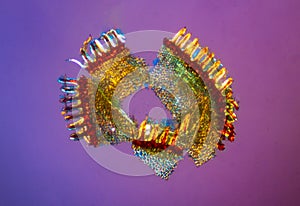 Abstract micrograph of a moss peristome, with polarization, at 40x