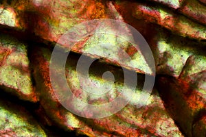 Abstract micrograph of olivine pyroxenite with polarization