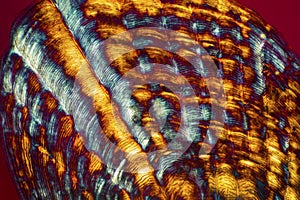 Abstract micrograph of a sculpin fish scale