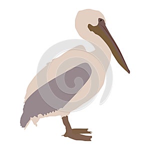 Abstract modern illustration of a great white pelican Pelecanus onocrotalus standing. Side view. Trendy artistic vector design