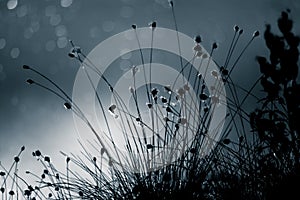 An abstract, monochrome cottongrass reflection in a surface of swamp pond in blue tones. Natural flora of wetlands photo