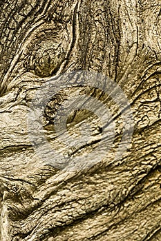 Abstract monster face of Dried out tree trunk