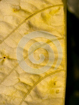 Abstract of Moonlight Tree Leaf Pattern