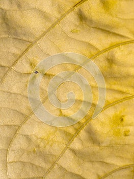 Abstract of Moonlight Tree Leaf Pattern