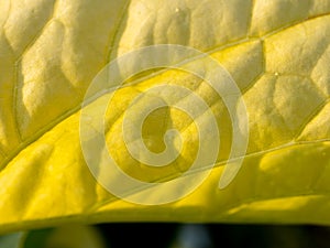 Abstract of Moonlight Tree Leaf Pattern
