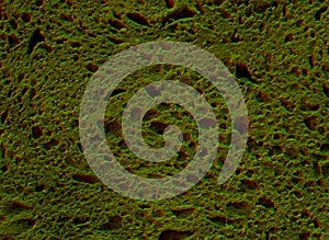 abstract moss lichen texture background
