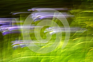 Abstract Motion Blur Effect Flowers