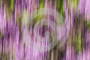 Abstract motion blur of flowers  - long exposure