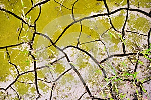 Abstract mud soil texture cracked green moss background