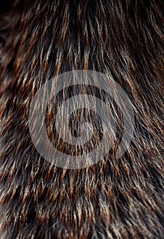 Abstract multicolor fur texture