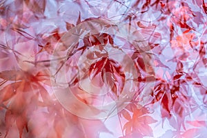 An abstract multiple exposure photograph of red maple leaves in autumn