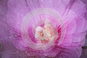 Abstract multiple exposure of a pink rose of sharon flower.