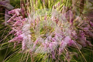 Abstract multiple exposure of a spider flower in Elizabeth Park.
