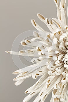 Abstract mum flower petals