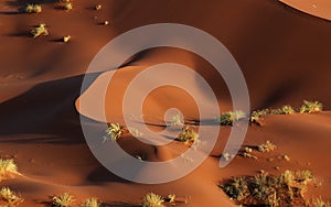 Abstract namib dunes