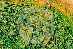 Abstract natural art and design. Colorful swirls of green, gold and yellow.