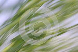 Abstract natural background.