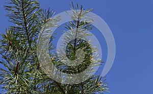 Abstract natural background.Beautiful green pine branches against the blue sky