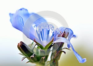 Abstract natural background with Common chicory, Cichorium intybus, bifid stylus, top of the stylus. Inflorescences, blueflowered.