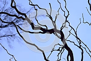 Abstract natural background. Dark curved bare branches of a tree against a blue sky.