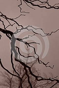 Abstract natural background. Dark curved bare tree branches against the sky.