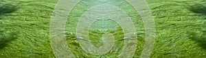 Abstract natural background. Flowering of green algae in the water of the river. Slow current. Mobile photo. Top view. Banner