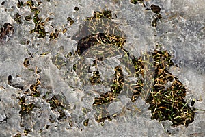 Abstract natural background from frozen grass covered with hoarfrost