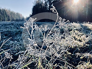 Abstract natural background from frozen plant covered with hoarfrost or rime