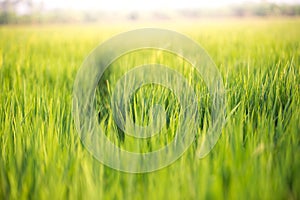 Abstract natural background of green grass and sun flare background. Soft focus.