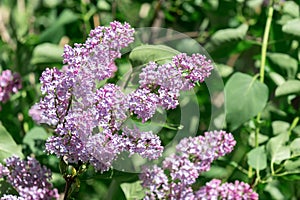 Abstract natural background with lilac blooming flowers