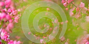 Abstract natural background with pink blossoming flowers in springtime in the garden. Green haze of leaves.