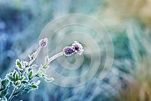 Abstract natural background from plant covered with hoarfrost