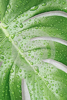 Abstract natural background of raindrops on green monstera leaf surface in oil paint style, illustration mode