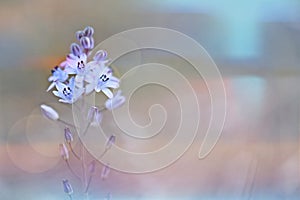 Abstract natural background with soft light, Prospero autumnale, the autumn squill