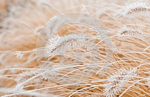 Abstract natural background of soft plants Cortaderia selloana. Frosted pampas grass on a blurry bokeh, Dry reeds boho photo