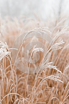 Abstract natural background of soft plants Cortaderia selloana. Frosted pampas grass on a blurry bokeh, Dry reeds boho