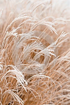 Abstract natural background of soft plants Cortaderia selloana. Frosted pampas grass on a blurry bokeh, Dry reeds boho