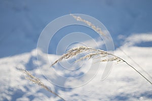 Abstract natural background of soft plants Cortaderia selloana. Frosted pampas grass on a blurry bokeh, Dry reeds boho