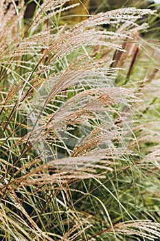 Abstract natural background of soft plants Cortaderia selloana. Frosted pampas grass on a blurry bokeh, Dry reeds boho