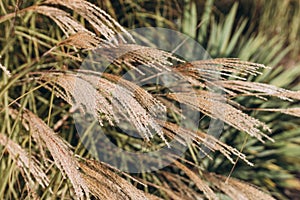 Abstract natural background of soft plants Cortaderia selloana. Frosted pampas grass on a blurry bokeh, Dry reeds boho