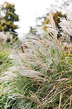 Abstract natural background of soft plants Cortaderia selloana. Frosted pampas grass on a blurry bokeh, Dry reeds boho