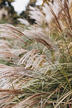 Abstract natural background of soft plants Cortaderia selloana. Frosted pampas grass on a blurry bokeh, Dry reeds boho