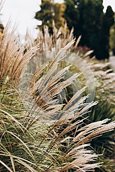 Abstract natural background of soft plants Cortaderia selloana. Frosted pampas grass on a blurry bokeh, Dry reeds boho