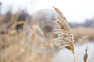 Abstract natural background of soft plants Cortaderia selloana, pampas grass moving in the wind. Bright and clear scene of plants