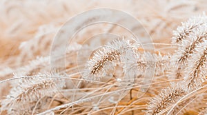 Abstract natural background of soft plants. Frosted pampas grass and flowers on a blurry bokeh, boho style. Patterns on