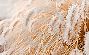 Abstract natural background of soft plants. Frosted pampas grass and flowers on a blurry bokeh, boho style. Patterns on