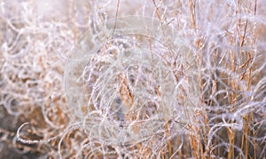 Abstract natural background of soft plants. Pampas grass feather grass, boho style of dry reeds. Fluffy stalks of tall